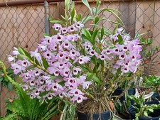 Dendrobium Nobile Orchid Keikis