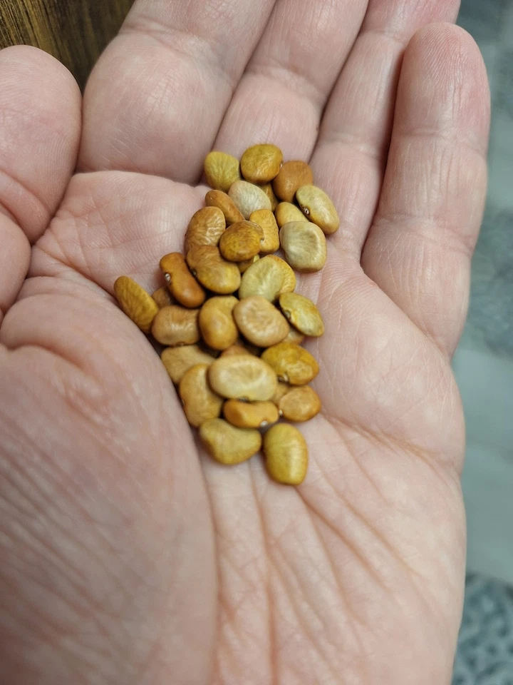 BRAUNE TEPARY - BOHNEN - PHASEOLUS ACUTIFOLIUS - 5+ SAMEN H 189