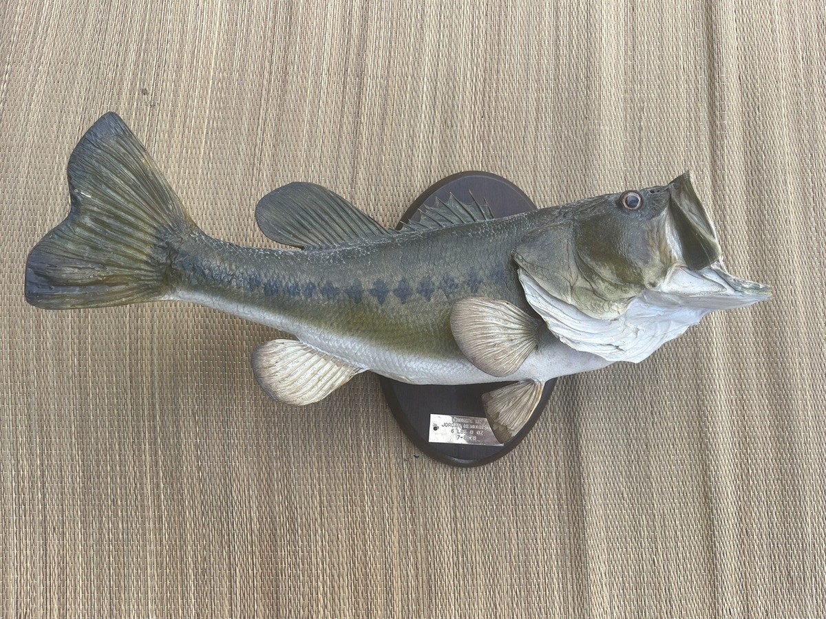18 Inch Largemouth Bass Weight Largemouth Bass Limited Edition