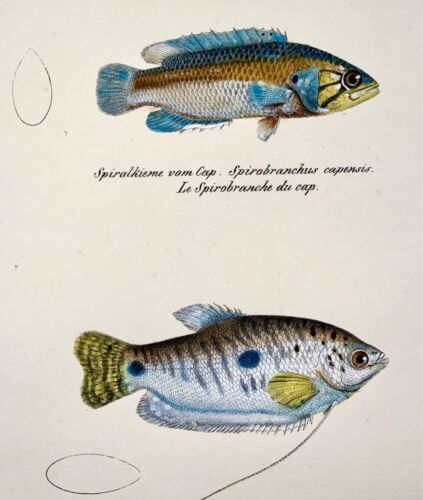 1833 Gourami, tête de serpent, poisson d'aquarium, H Schinz, folio, lithographie colorée à la main - Photo 1/4