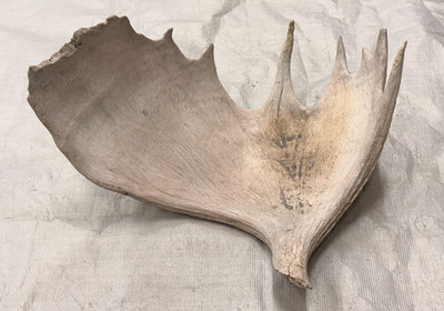 Real moose antler craft natural art antlers decor rustic home cabin gift garden