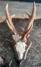 Rehbock Silber Medaille Trophäe aus Deutschland, Kapitales Geweih !