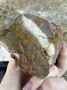 Yellow Petrified Wood White Center 3.63 Pounds