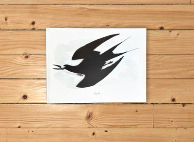 Sooty Tern Audubon Print