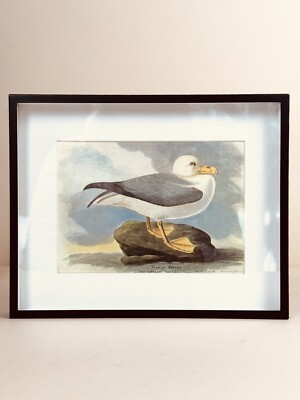 Vintage Framed Print, John J. Audubon, Fulmar