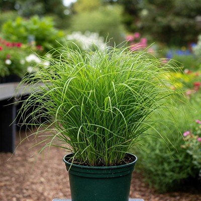 can you water plants with coffee Don't forget, to water your plants