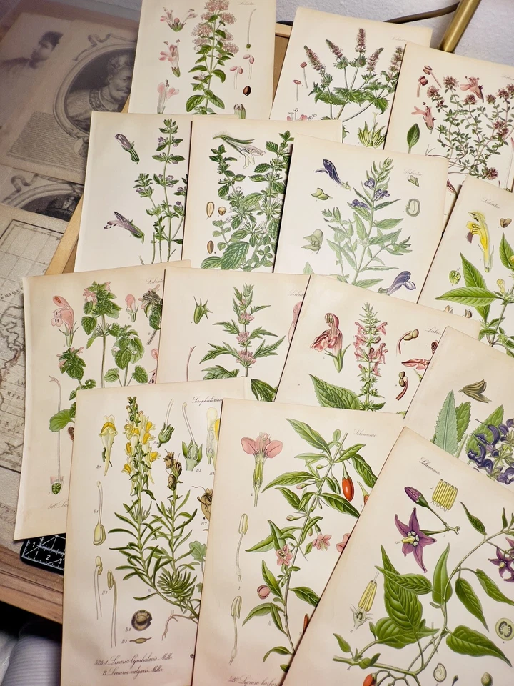 Juego de 3 Ilustraciones Botánicas Antiguas 1886 Cromolitografías Vintage Foto 2 de 4