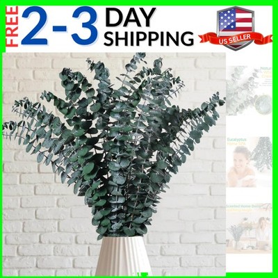Preserved Dried Eucalyptus Stems, 17'' Natural Branches for Shower Hanging, Re...