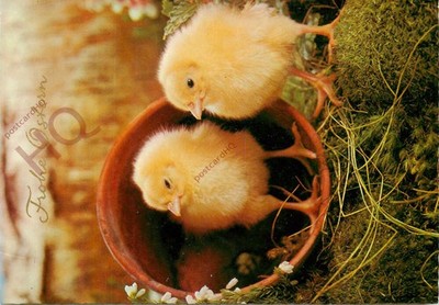 Ansichtskarte ~ Hühner, Frohe Ostern, Frohe Ostern