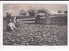 PITHIVIERS : La récolte du Safran, Safranière en cueillette de la Fleur - tr