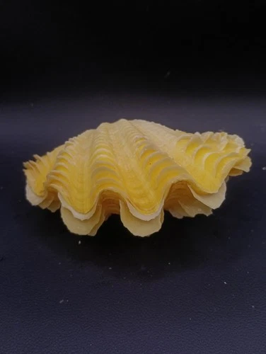 Yellow squamosa 117mm frilly clam marine collector #17359