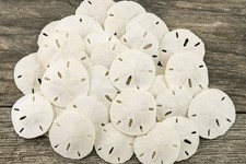 Real Sand Dollars 1.5" to 2" 30 Pack Sand Dollar Wall Art Ornament Set ...