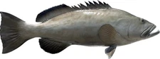 38" Gag Grouper Half Mount Fish Replica - In Stock & Ready to Ship