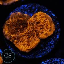 CS CHERRY GARCIA MONTI - WYSIWYG LIVE CORAL