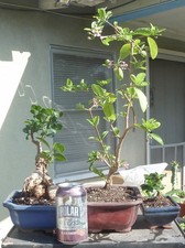 Bonsai Bundled