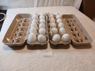 24  Eggs  Pretend Play Kitchen Food  2 Dozens Plastic Eggs To Use In Kitchen 