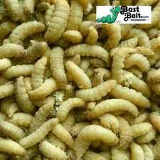 Live Waxworms, Wax worms Fishing, Reptile Feeders,  Free Shipping 