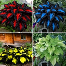 Hosta Seeds for Planting, 290 pcs Rare Perennial Hosta Flower Seeds, Non-GMO Hei