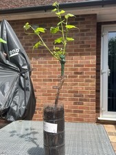 Grape Vine lakemont seedless 