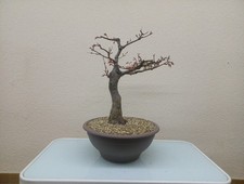BONSAI ACERO PALMATO YAMAMOJI 🪬🪬🪬