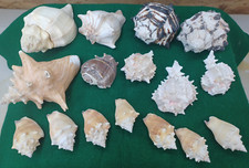 Lot 16 Shells-Murex Zebra, Pink, Black & Other Vintage Sea Shells  from  Estate