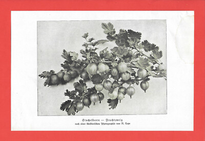 Stachelbeere-Fruchtzweig * Richard Tepe (1919/20)   [TÜ-513]