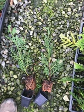 100- Leyland Cypress Liners