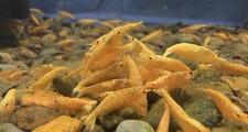 Neocaridina Shrimp 10 1 Freshwater USADM me on what shrimp you like check desc