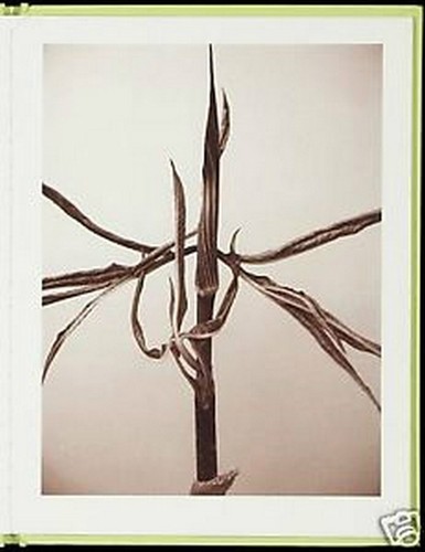 RON VAN DONGEN: One Picture Book Ltd Ed SIGNED w Photo 'Arisaema Angustatum' NEW - Picture 6 of 11