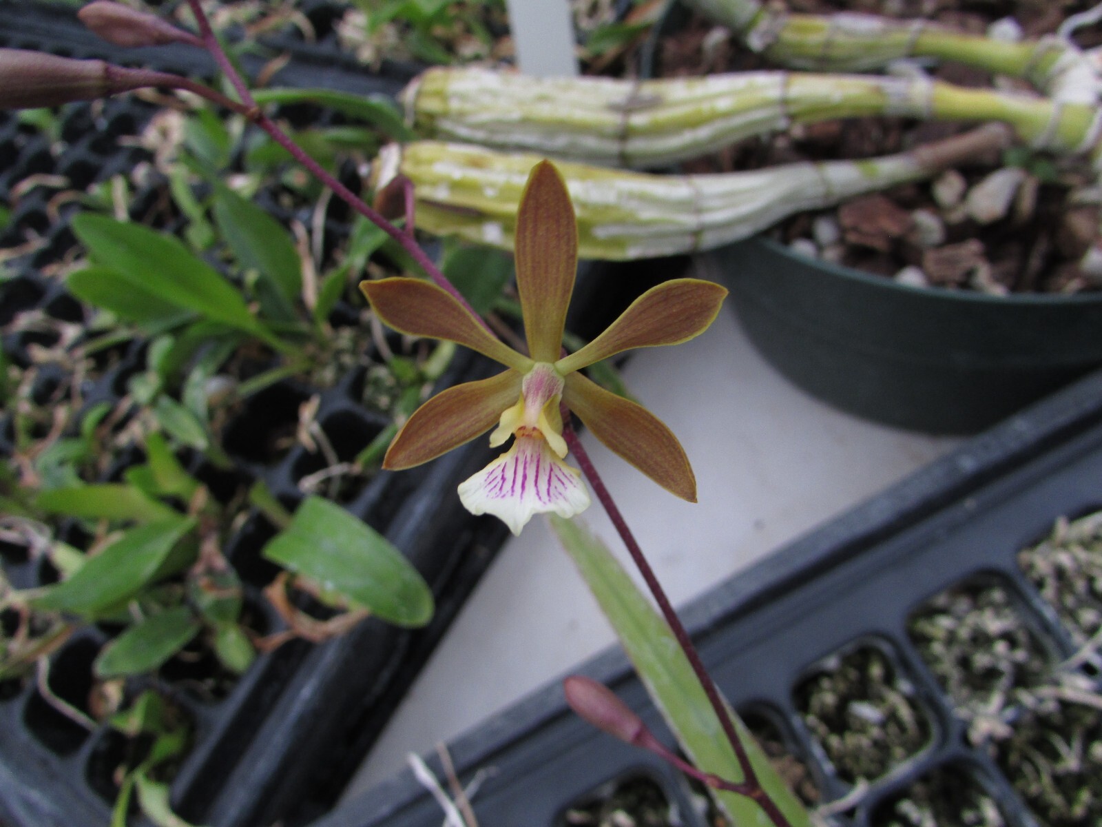 Encyclia John Clark Cargill -NEW cattleya orchid