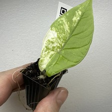 Alocasia Scalprum Albo Variegata - very rare variegated aroid plant 02ASA02
