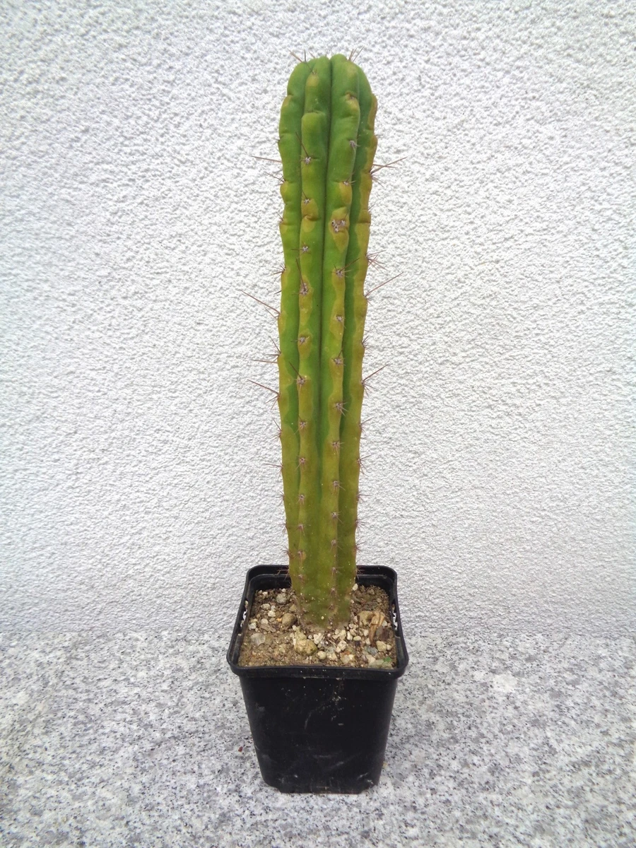 San Pedro Kaktus online kaufen | eBay.de