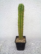 Säulenkaktus, Echinopsis