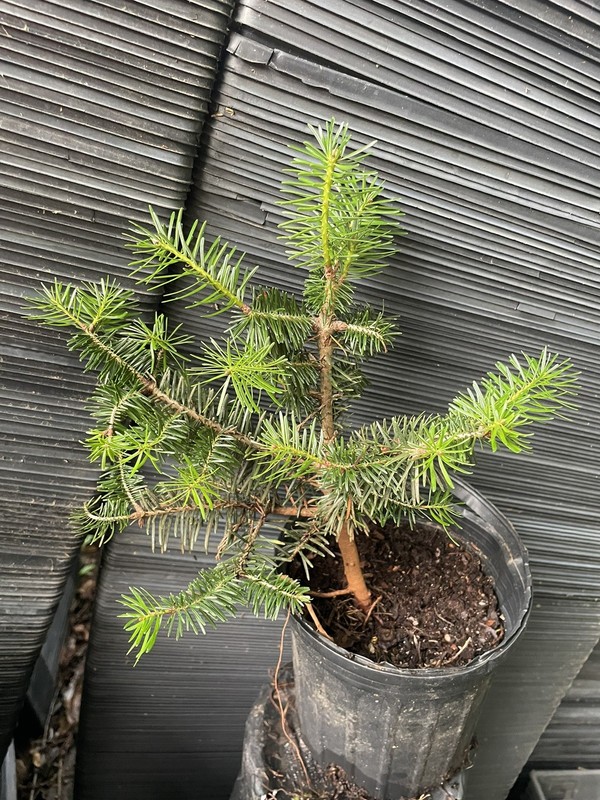 Turkish Fir