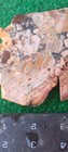 Rough End Cut Dead Camel Jasper 173g. 5/1_" Thick Lapidary Cabbing #A-6 — photo 3