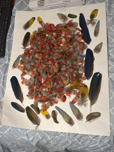 Lot Of 300+ Naturally Molted Macaw Feathers- Red, Blue, Yellow  1/2”-8”