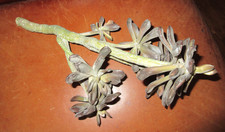 Faux Artificial Aeonium Zwartkop  Black Rose  Succulent Stem