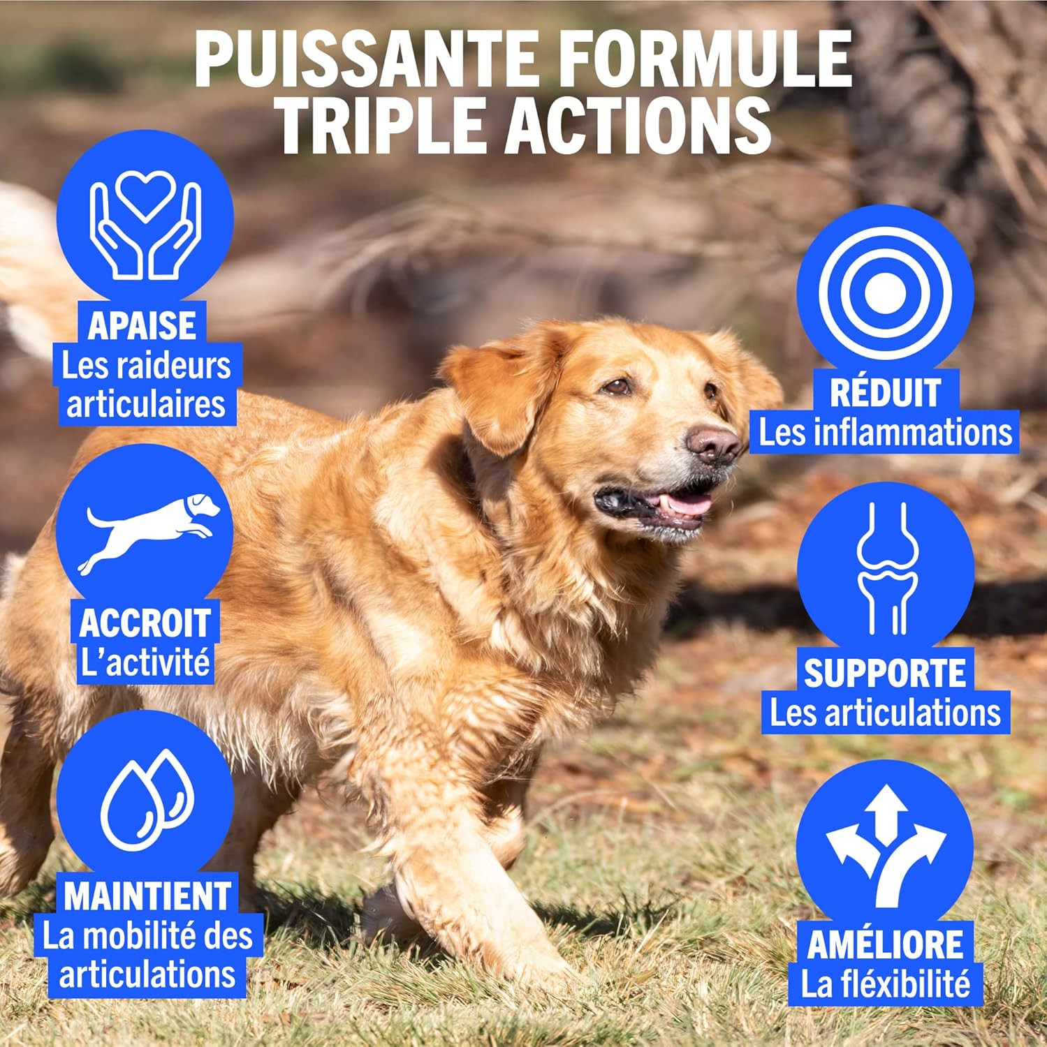 Comprimés articulaire pour chiens Senior : retrouvez les balades - 3