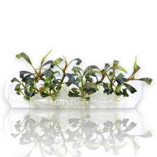 Bucephalandra Dark Velvet Vitro Culture