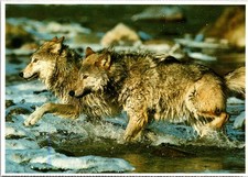 North American Wildlife Gray Wolf Canada Postcard 1991 Impact Photo