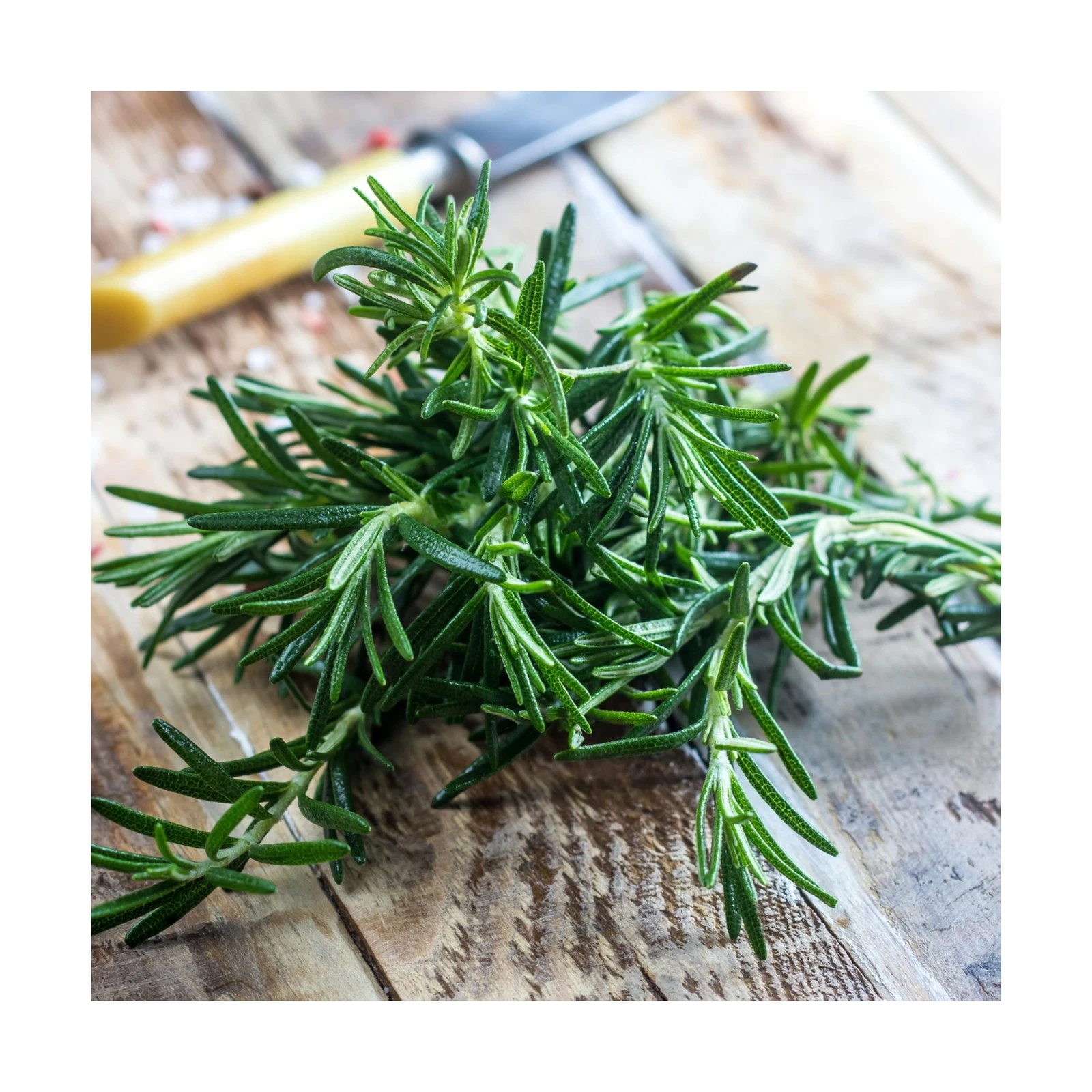 Seed Needs Rosemary Seeds