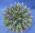 Agave victoria-reginae "Compacta" TWO PLANTS! Amazing White Leaf Markings!