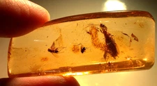 Ultra RARE Giant Webspinner with Flies in Colombian Copal Amber Fossil
