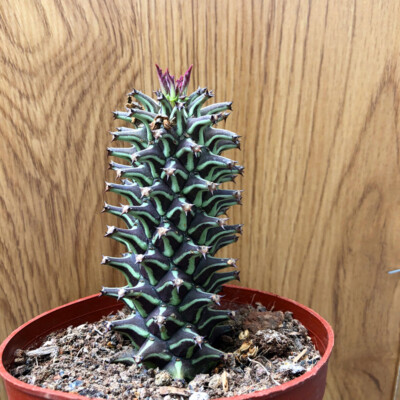 8CM Succulent Cactus Plant Cactaceae Monadenium Guentheri Home Garden Beautiful
