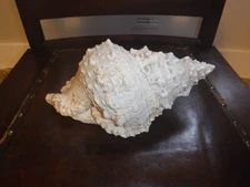 VINTAGE LARGE HUGE CONCH SEA SHELL TRITON TRUMPET SEASHELL L@@K