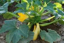 Zucchini Prolific Straightneck yellow or Elite green Summer Squash,NON GMO seeds