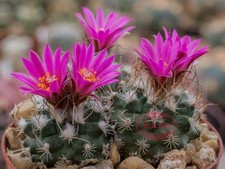whiter Flowering succulent Aizoaceae flowers 3-6cm Cacuts Easy Life Plants 1pcs