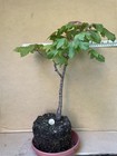 Vine Maple (Acer) Pre-Bonsai Tree 15in High Outdoor — photo 6