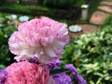 50 PICOTEE MIX CARNATION Dianthus Caryophyllus Double Bicolor Striped Flower See