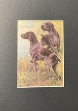 German Pointer - MATTED | FRAMED | READY TO G...